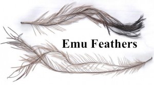 Emu Feathers