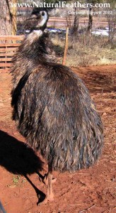 Cruelty-Free Emu Feathers
