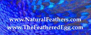 NaturalFeathers.com is TheFeatheredEgg.com