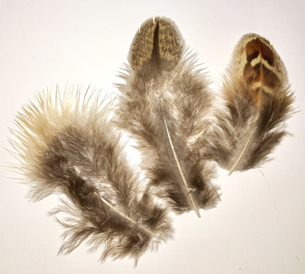 feathers