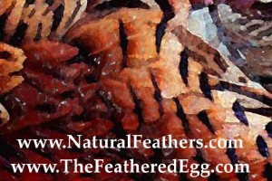 Pheasant Feathers for sale at Natural Feathers