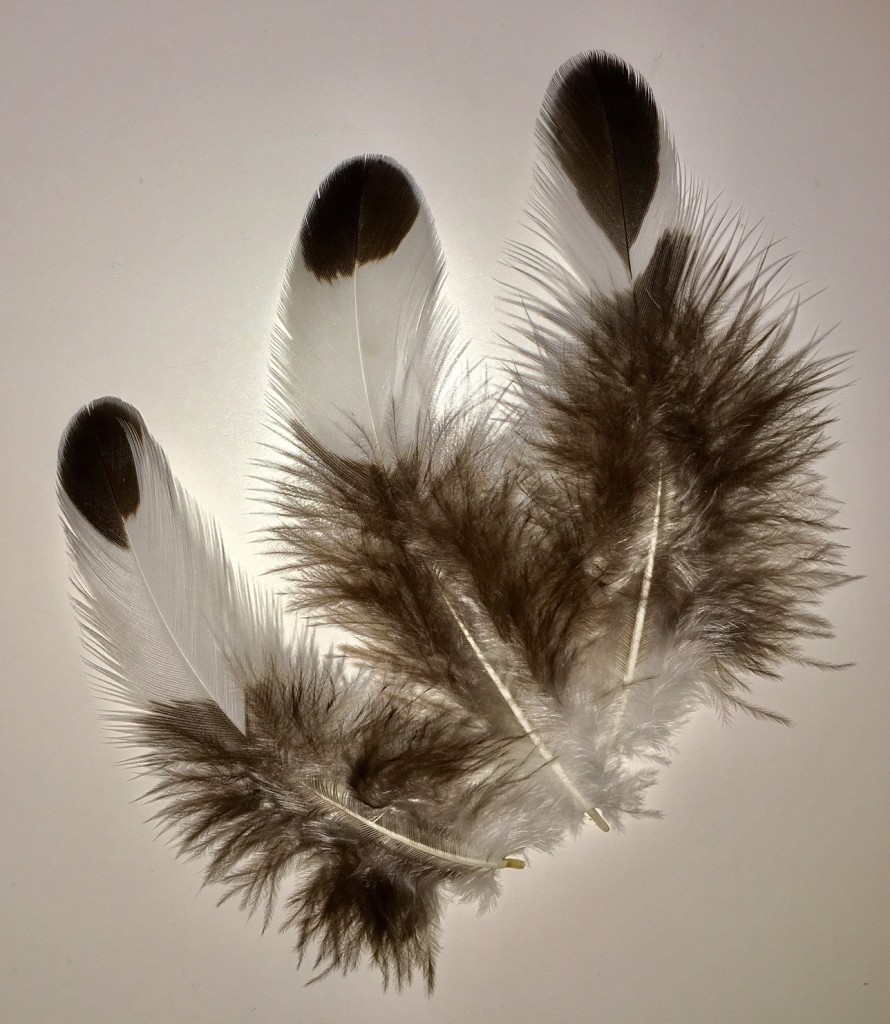 Silver Spangled Hamberg Feathers