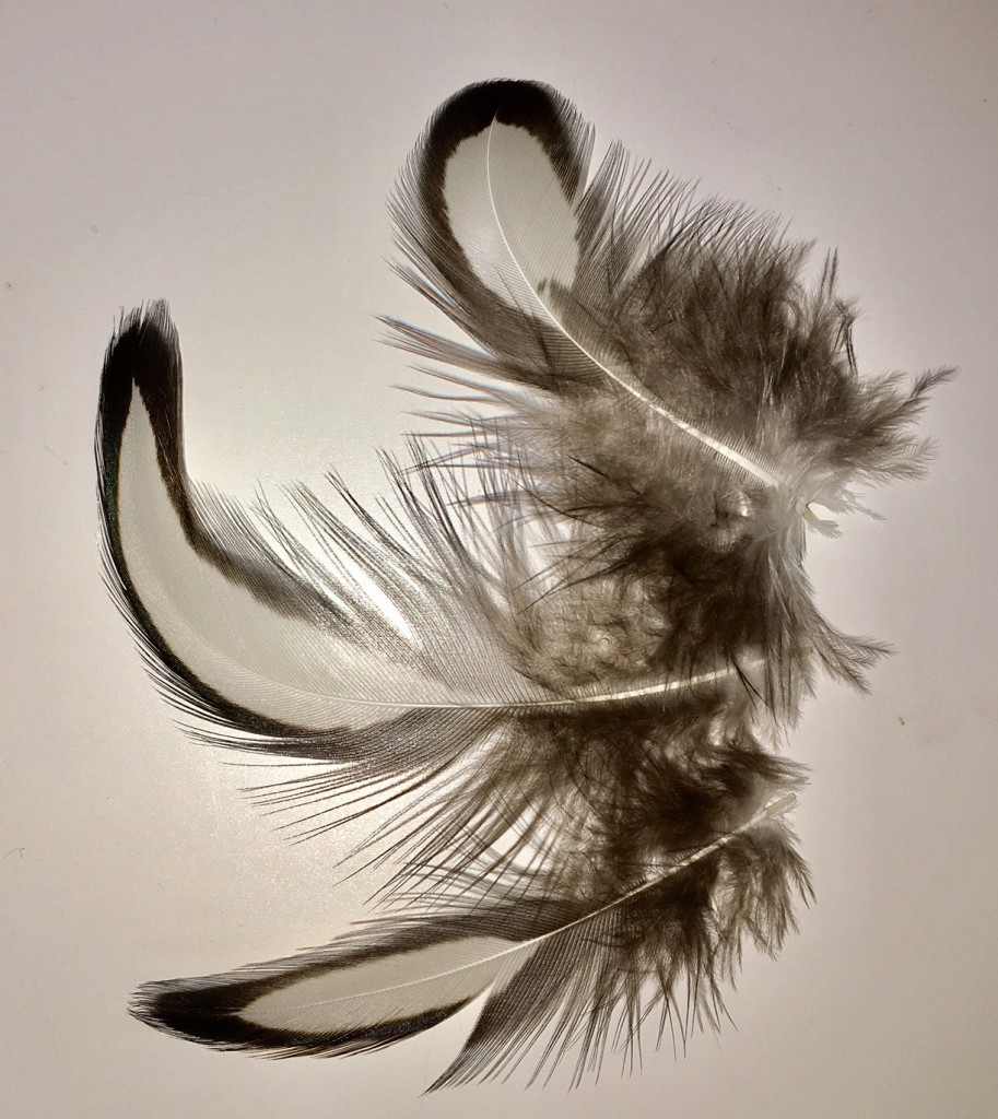 Silver Polish Rooster Feather Patches, Craft Feathers Black Laced White  Feathers