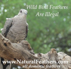 Natural Feathers From Domestic Birds Only