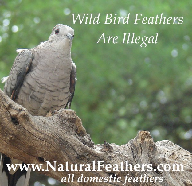 Can I keep feathers? - The laws protecting birds (and their feathers)