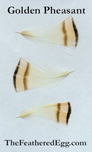 Golden Pheasant Feathers for Sale The Feathered Egg
