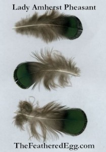 Lady Amherst Pheasant Cruelty Free Feathers