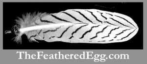 silver pheasant wing feathers at www.thefeatheredegg.com