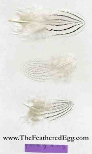 Silver Pheasant Body Feathers