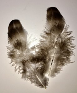 Cuckoo Feather Trio