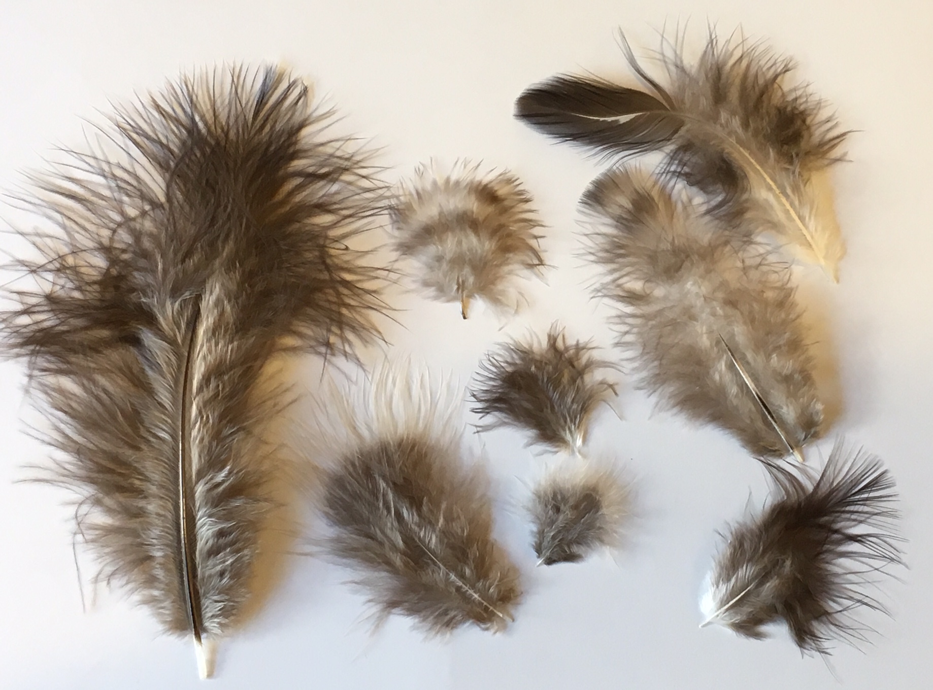natural feathers