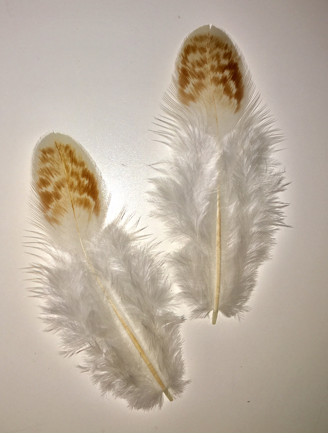 Red Cornish Chicken Feathers