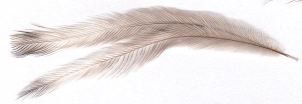 medium emu feathers