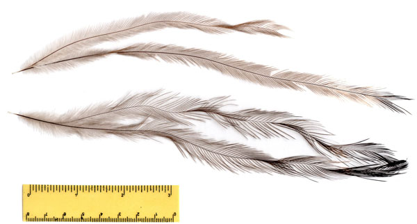 emu feathers