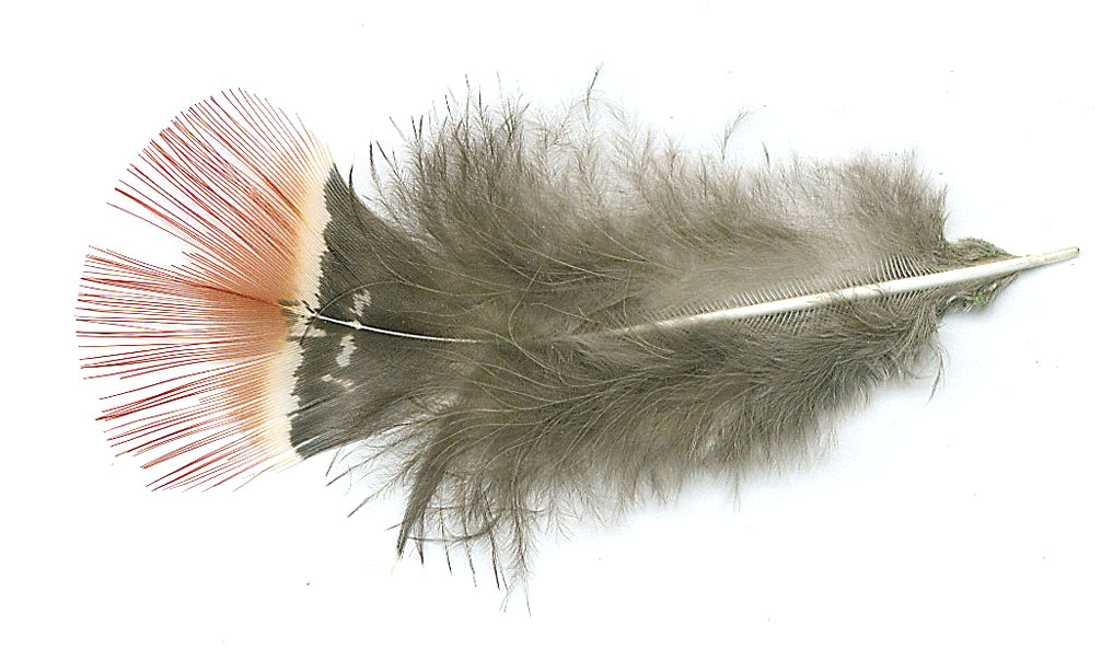 Feather Facts Natural Feathers... In Stock From Our Own Flock