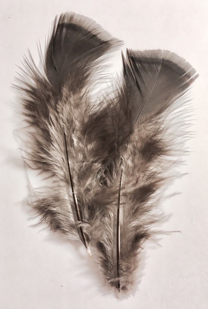 Turkey Body Feather